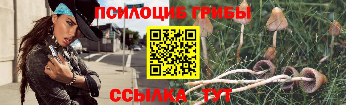 Псилоцибиновые грибы Psilocybine cubensis Богданович